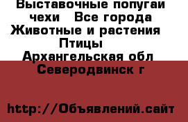 Выставочные попугаи чехи - Все города Животные и растения » Птицы   . Архангельская обл.,Северодвинск г.